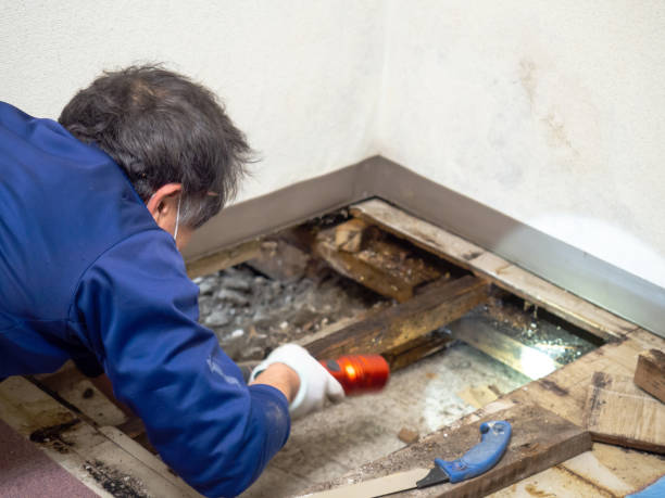 Best Affordable Mold Removal  in Fordoche, LA