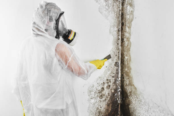 Best Commercial Mold Removal  in Fordoche, LA