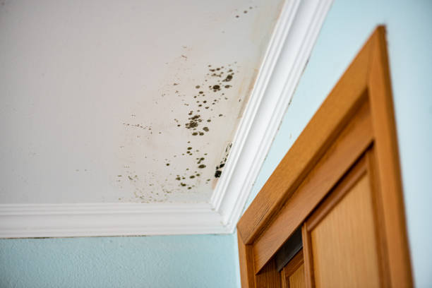 Home Mold Removal in Fordoche, LA
