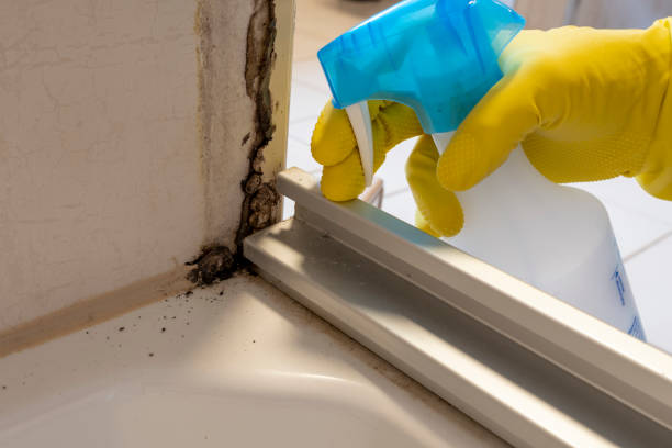 Best Fast Mold Removal  in Fordoche, LA