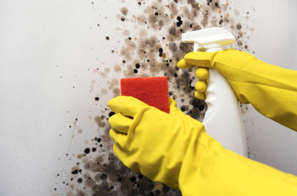 Best Attic Mold Removal  in Fordoche, LA