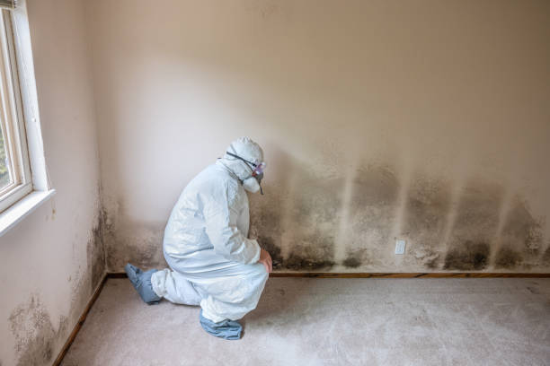 Best Toxic Mold Removal  in Fordoche, LA